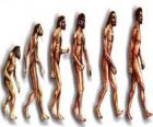 Αλληλουχία της ανθρώπινης εξέλιξης από Australopithecus Λούσι στο σύγχρονο άνθρωπο που διέρχεται μεταξύ άλλων, από άνδρες της Χαϊδελβέργης, το Πεκίνο, Νεάντερταλ και cromagnon